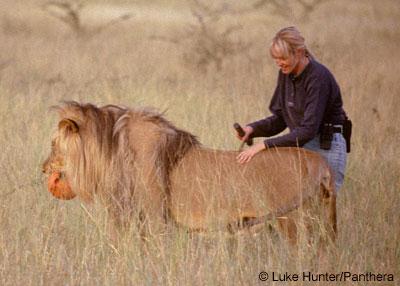 A Captive Male Lion
