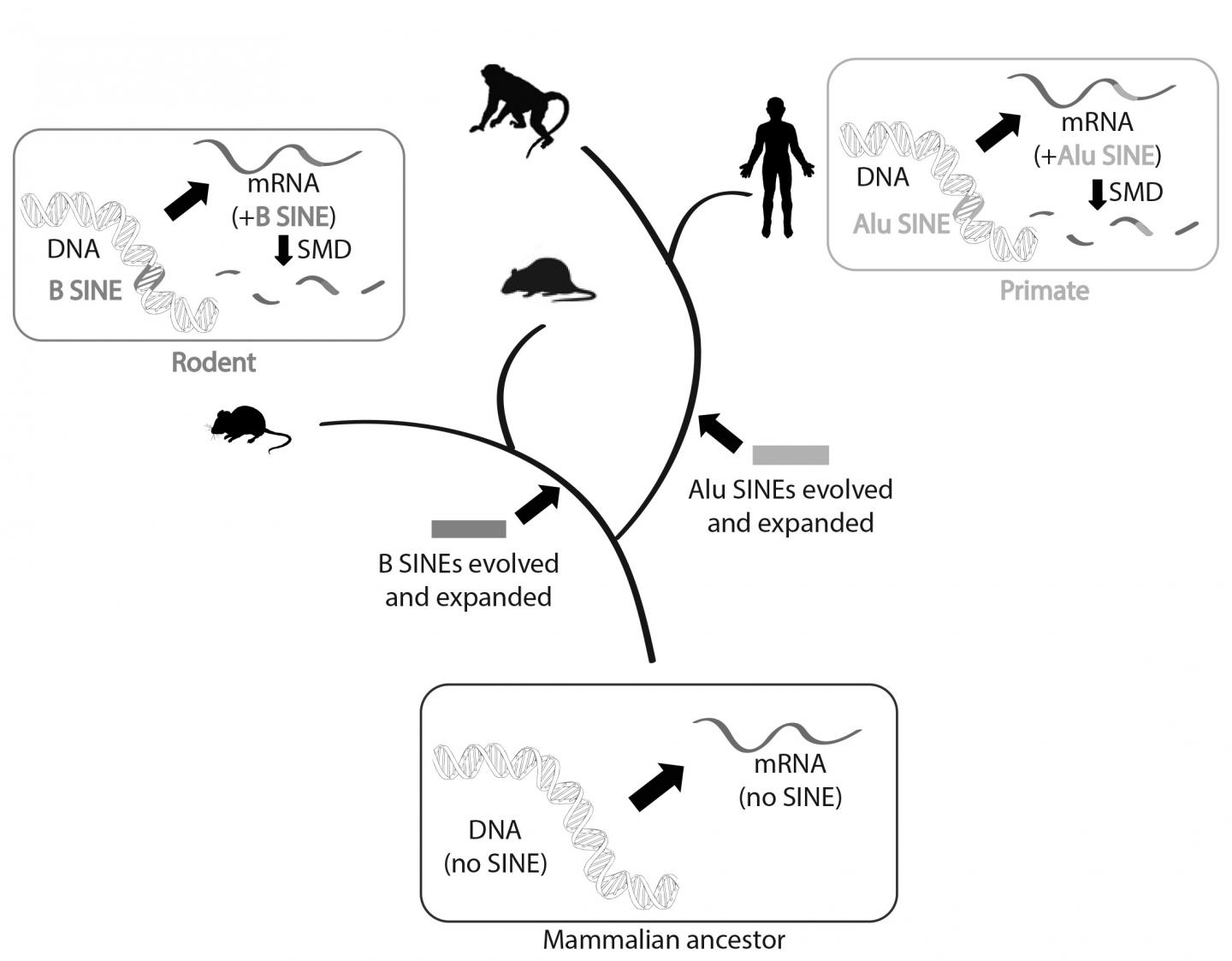 evolution tree