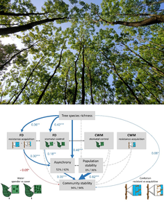 Direct and indirect effects of tree species richness