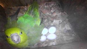 Pacific parrotlet with eggs