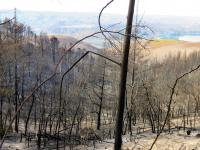 Intensity of Fires Fueled by Invasive Pines