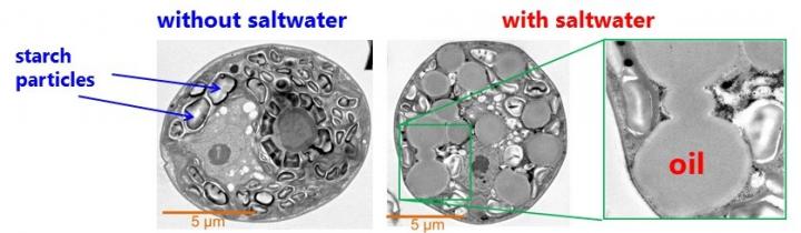 Making Oil from Algae -- Towards More Efficient Biofuels (Figure 2)