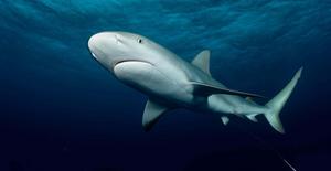 Caribbean reef shark with wire leader