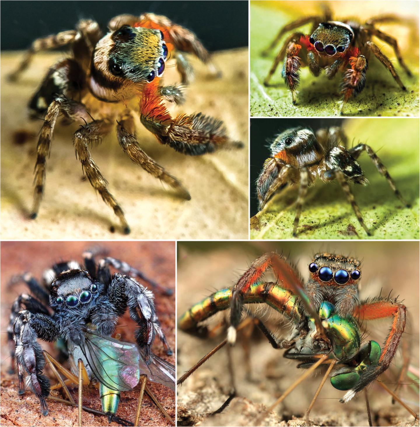 Other Jumping Spiders in the Genus <I>Jotus</I>