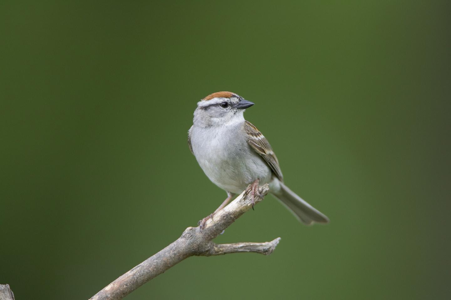 Chipping Sparrow