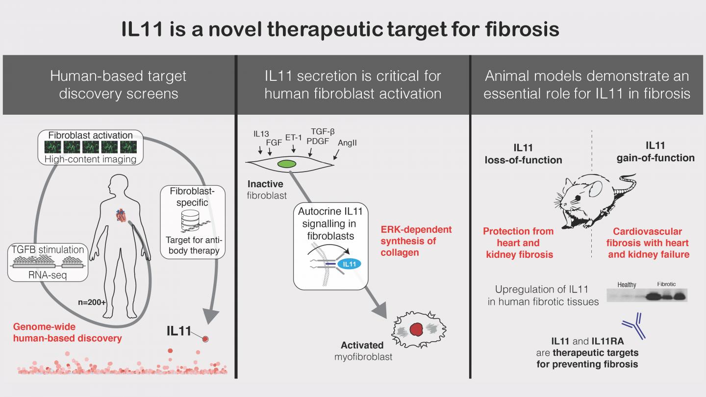 Visual Abstract of the Study