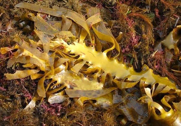 Southern Australian seaweeds
