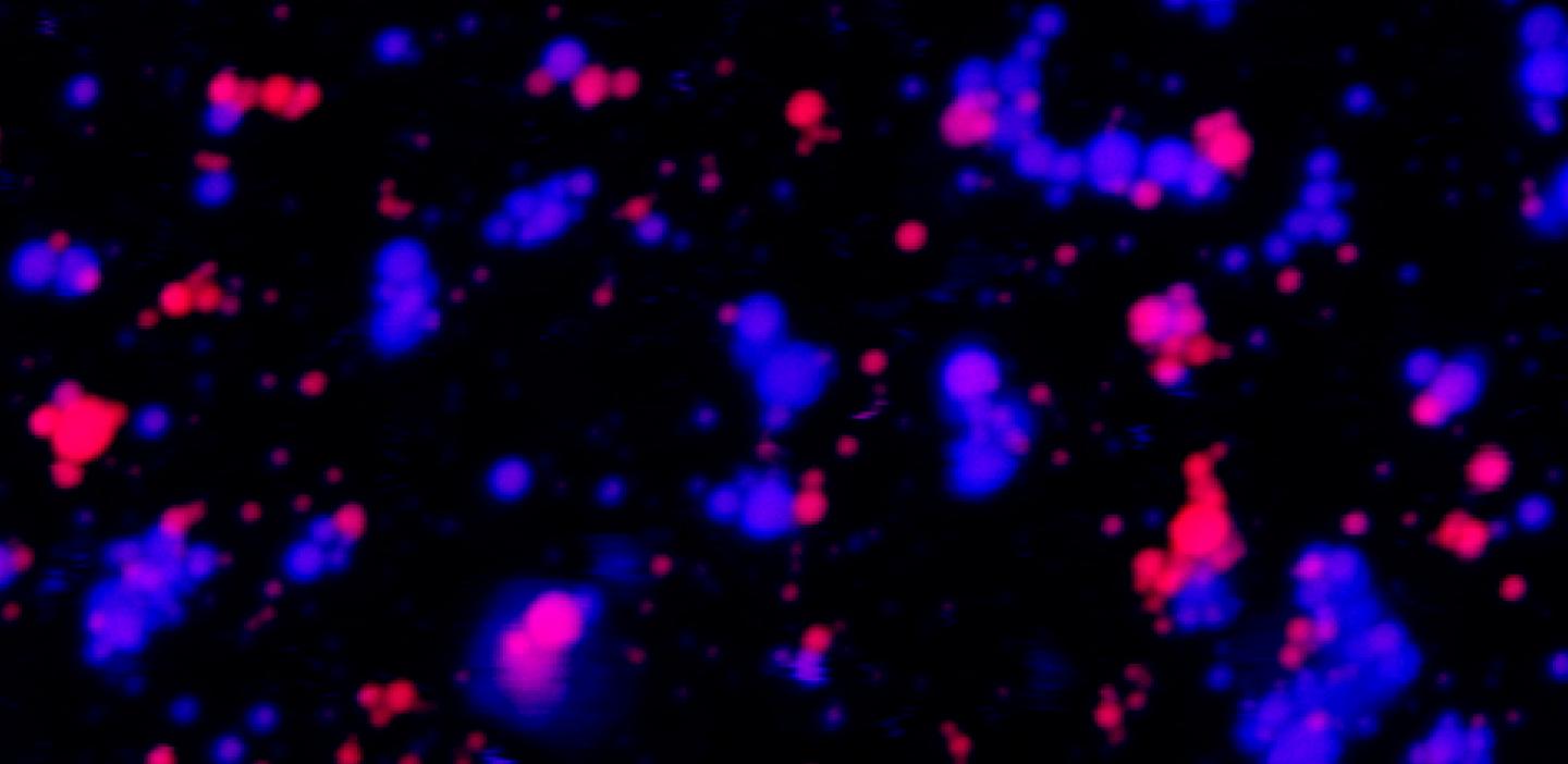 Coexisting without Mixing