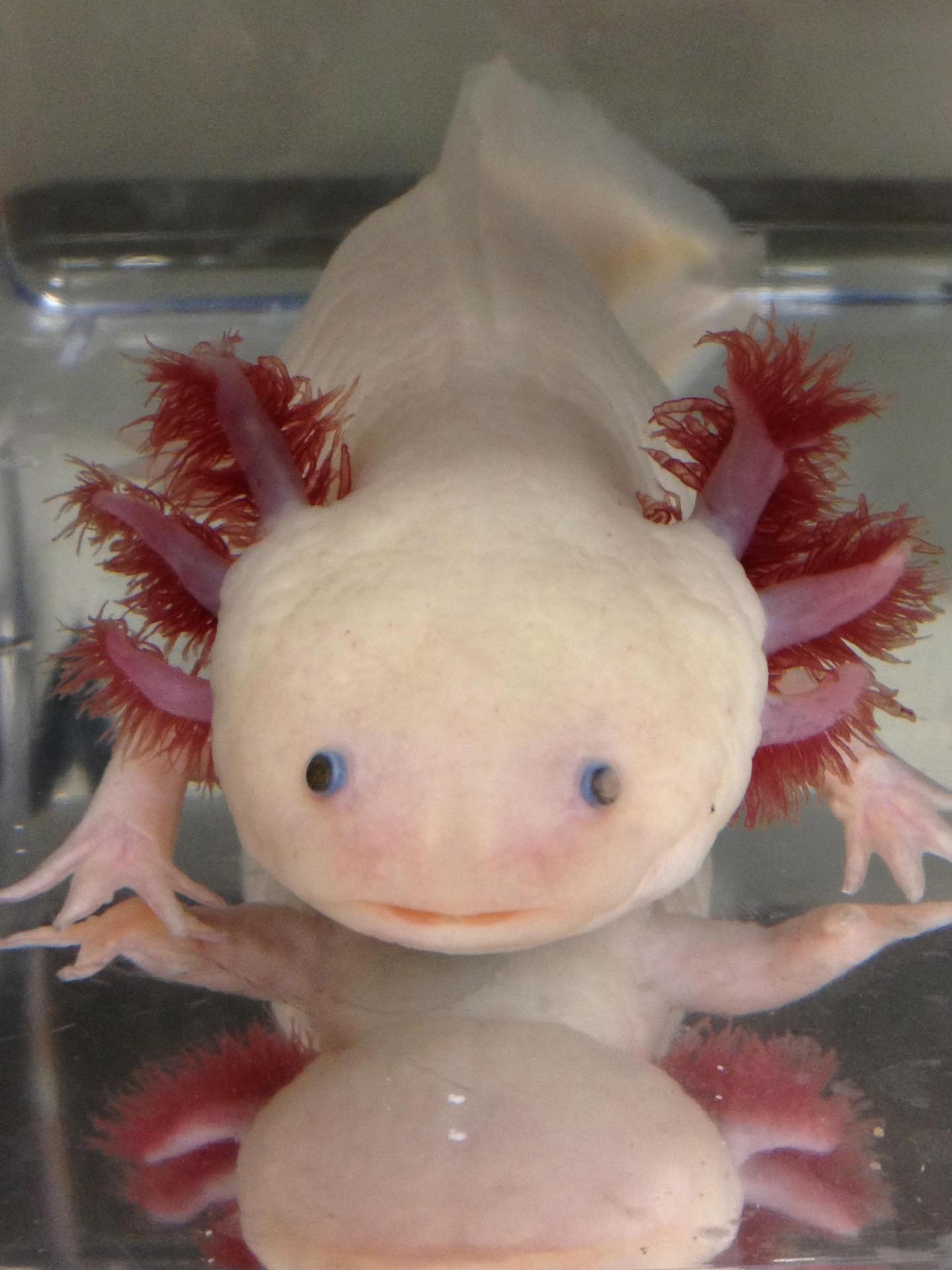 Endangered Salamander Offers Clues on Healing Spinal Cord Injury