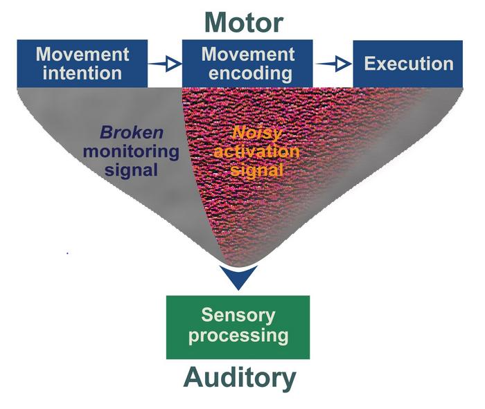 What happens in the brain when a person with schizophrenia “hears voices”?