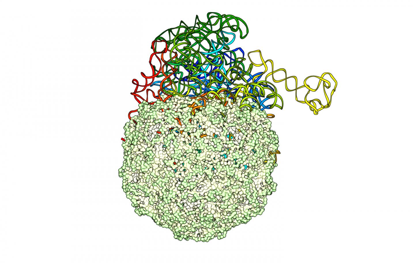 RNA in Capsid (1 of 3)