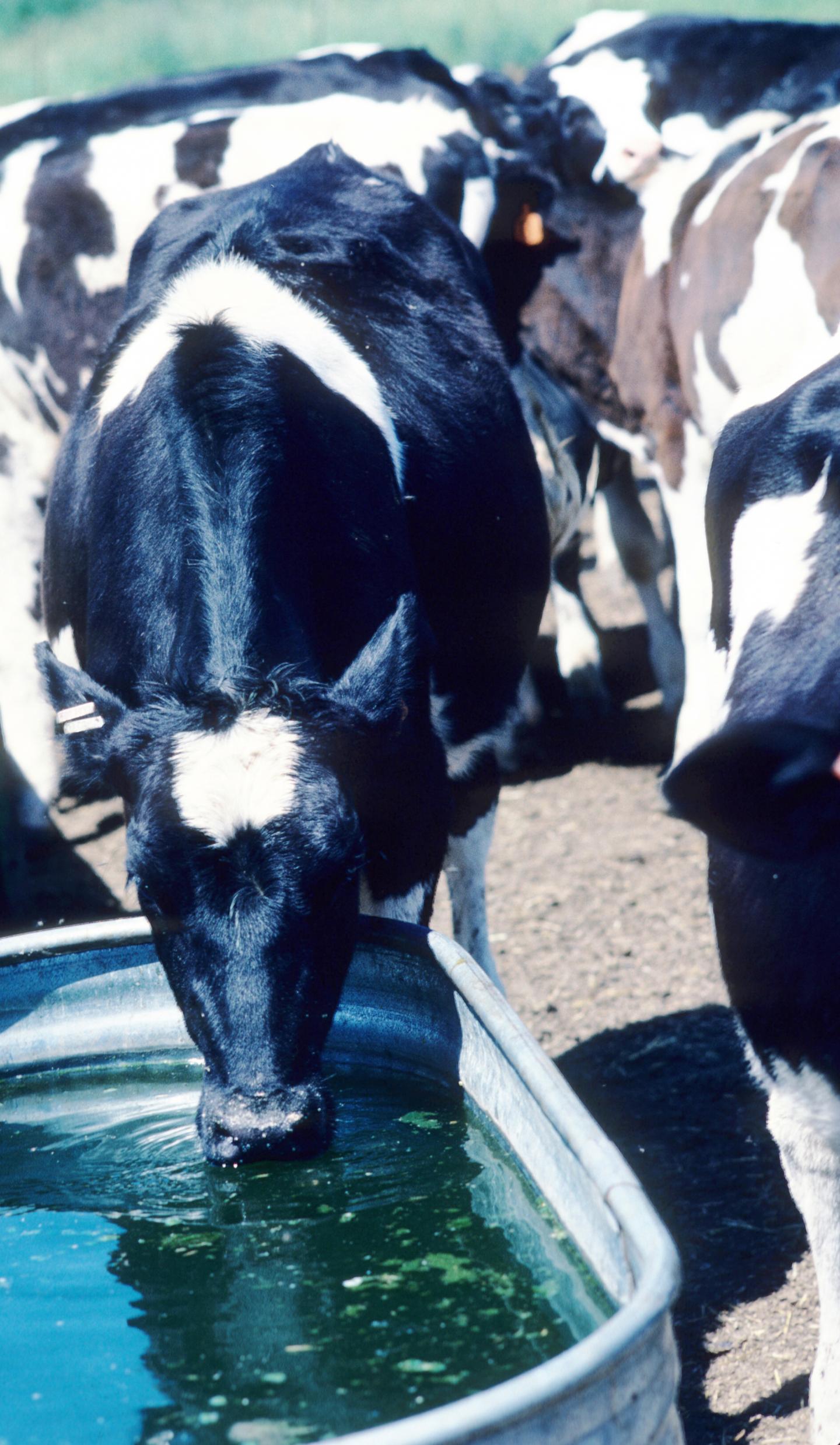 Dairy Cows
