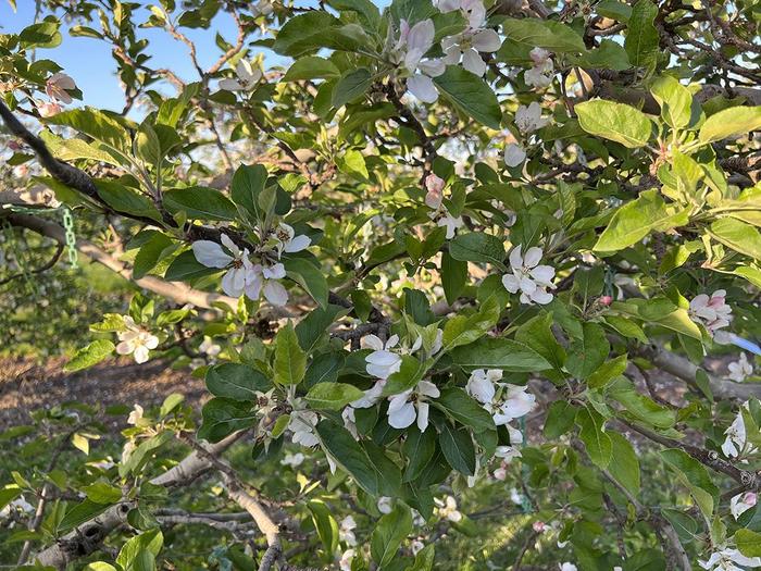 Apple blossoms