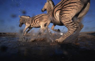 Zebra Stampeding at Watering Hole, Namibia