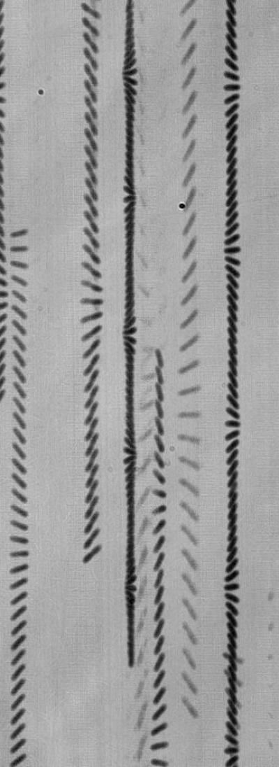 Bacteria Trajectories