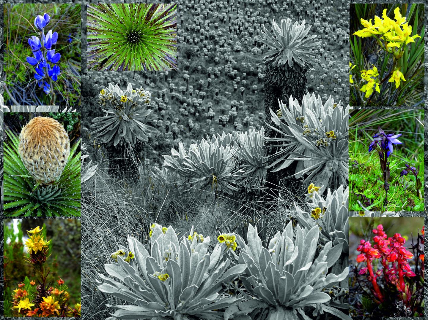 Flowering Plants of the Páramos