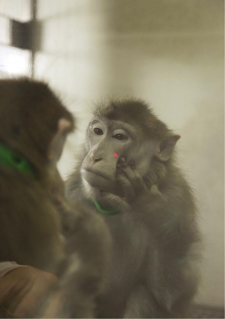 Rhesus Monkeys Can Learn to Recognize Themselves in the Mirror