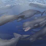 Smithsonian Scientists Discover Fossil 'White Whale' (1 of 2)