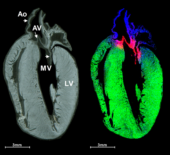 Detection of N-glycans in a rat heart.
