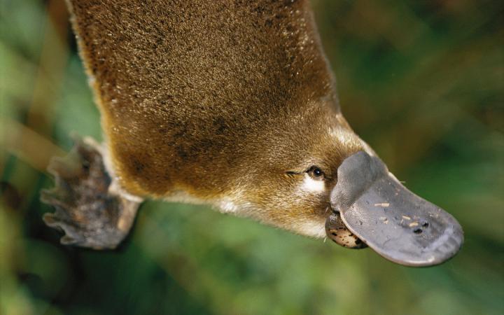 Platypus
