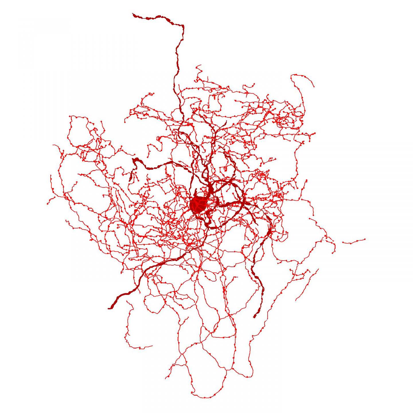 Rosehip Neuron