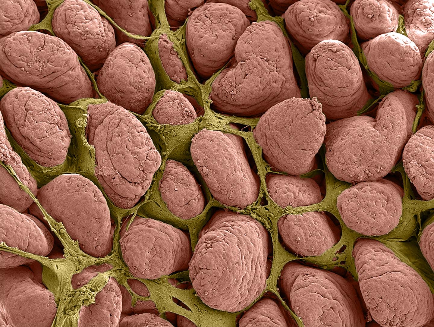 Mucosal environment of older pigs helps newbo | EurekAlert!