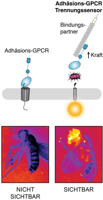 Appearance of adhesion GPCRs (left) and functional principle of the NRS technique (right). The fruit fly nervous system reveals when, where, and how an adhesion GPCR is separated (bottom). Photo: Scholz & Langenhan et. al, Nature