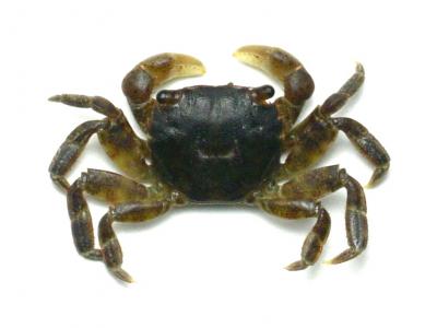 Asian Shore Crab