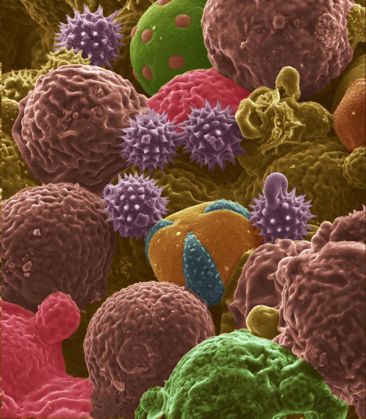 Pol Pollen [IMAGE] | EurekAlert! Science News Releases