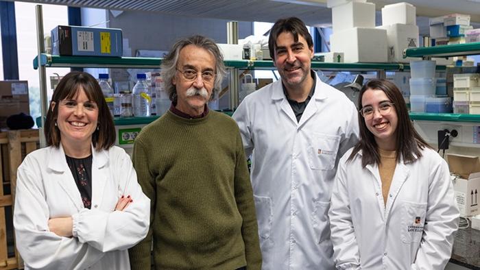 University of Barcelona team describes a mechanism for eliminating harmful cells from cancer treatment