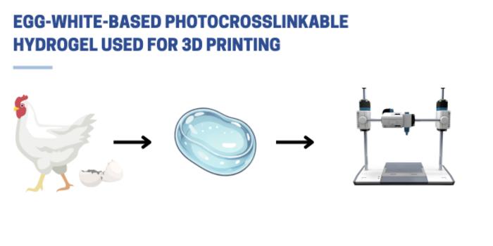 Egg White-Based Bioink for Advanced Tissue Engineering