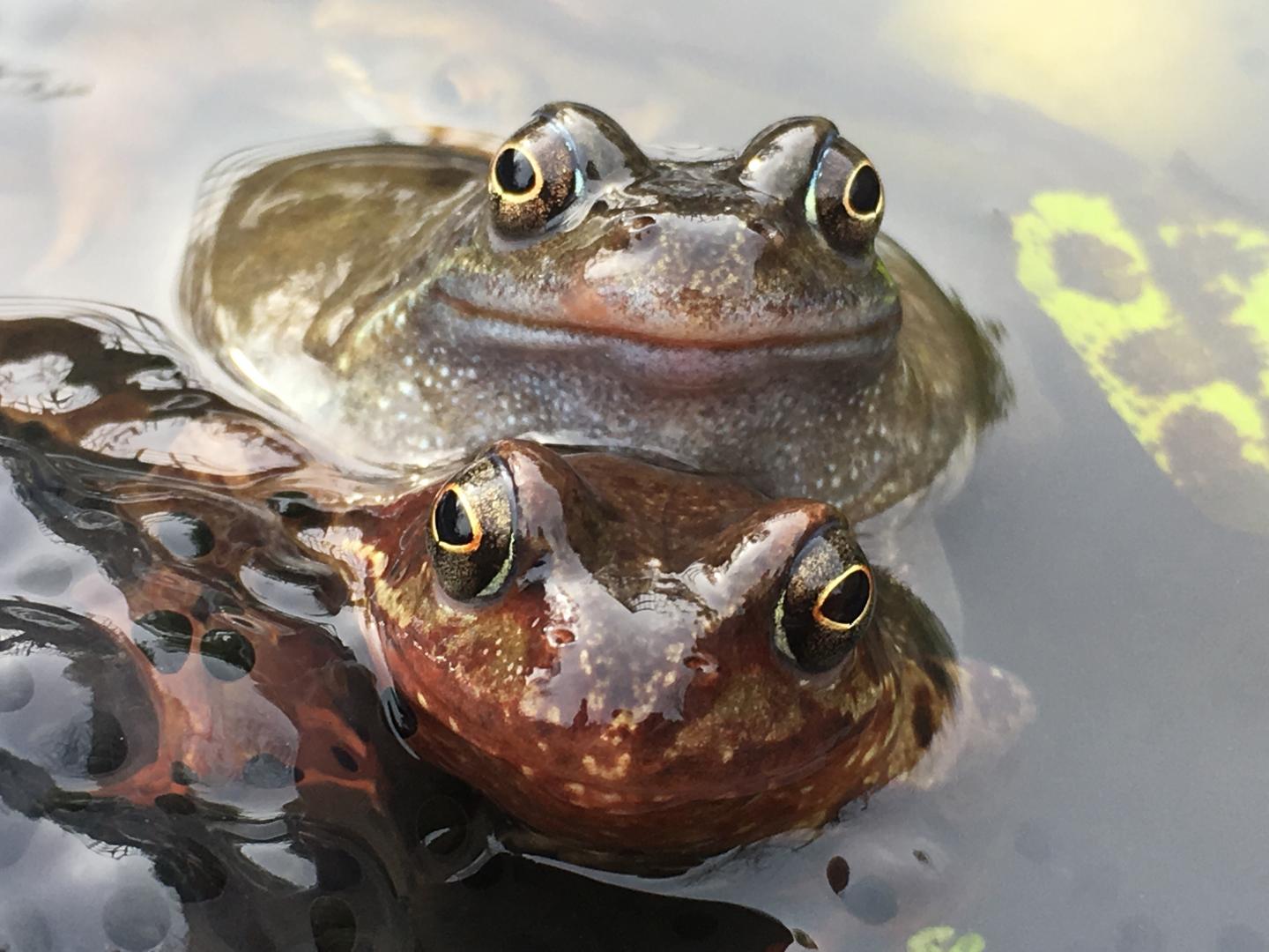 European Common Frogs (1 of 2)