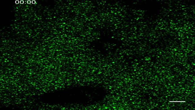 Cellular Segmentation Clock of Human Spine Development