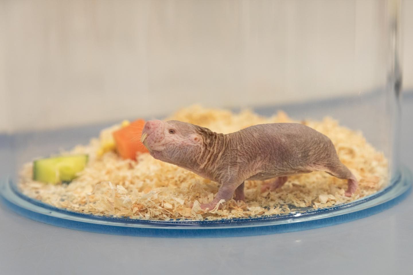 Naked Mole Rat at Leibniz-IZW
