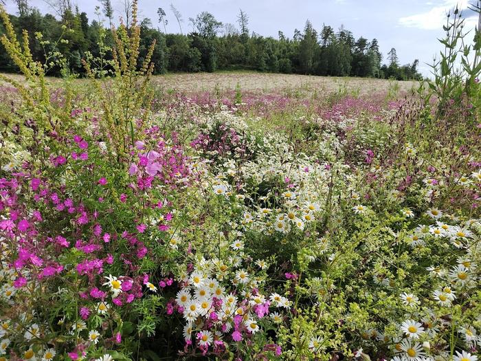 In the second year of implementation, a diverse range of flowers developed, including carnations, meadow daisies, wild carrot and wild teasel.