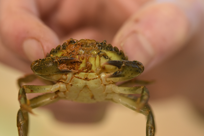 Hitchhiking crab found on a ship