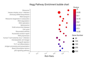 Dr. Tom KEGG Pathway Feature