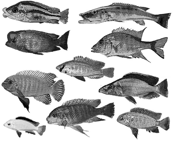 lake fish chart