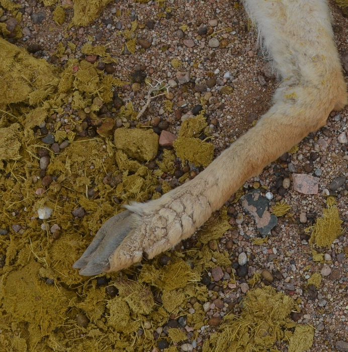Mange-affected limb of vicuna