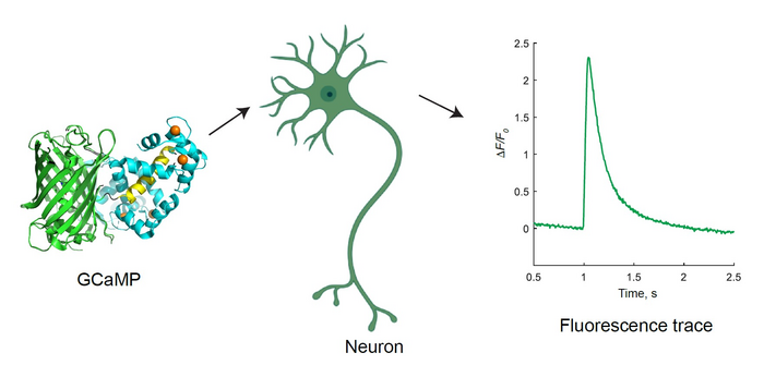 Overview of GCaMP calcium indictors