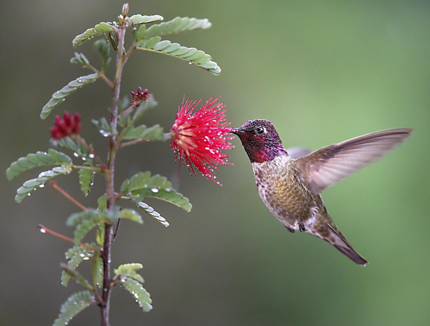 Anna's Hummingbird, Floral Nectar
