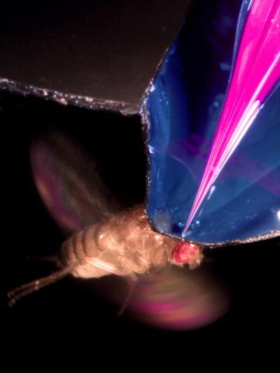Researchers Record Activity of Fly Neurons During Flight