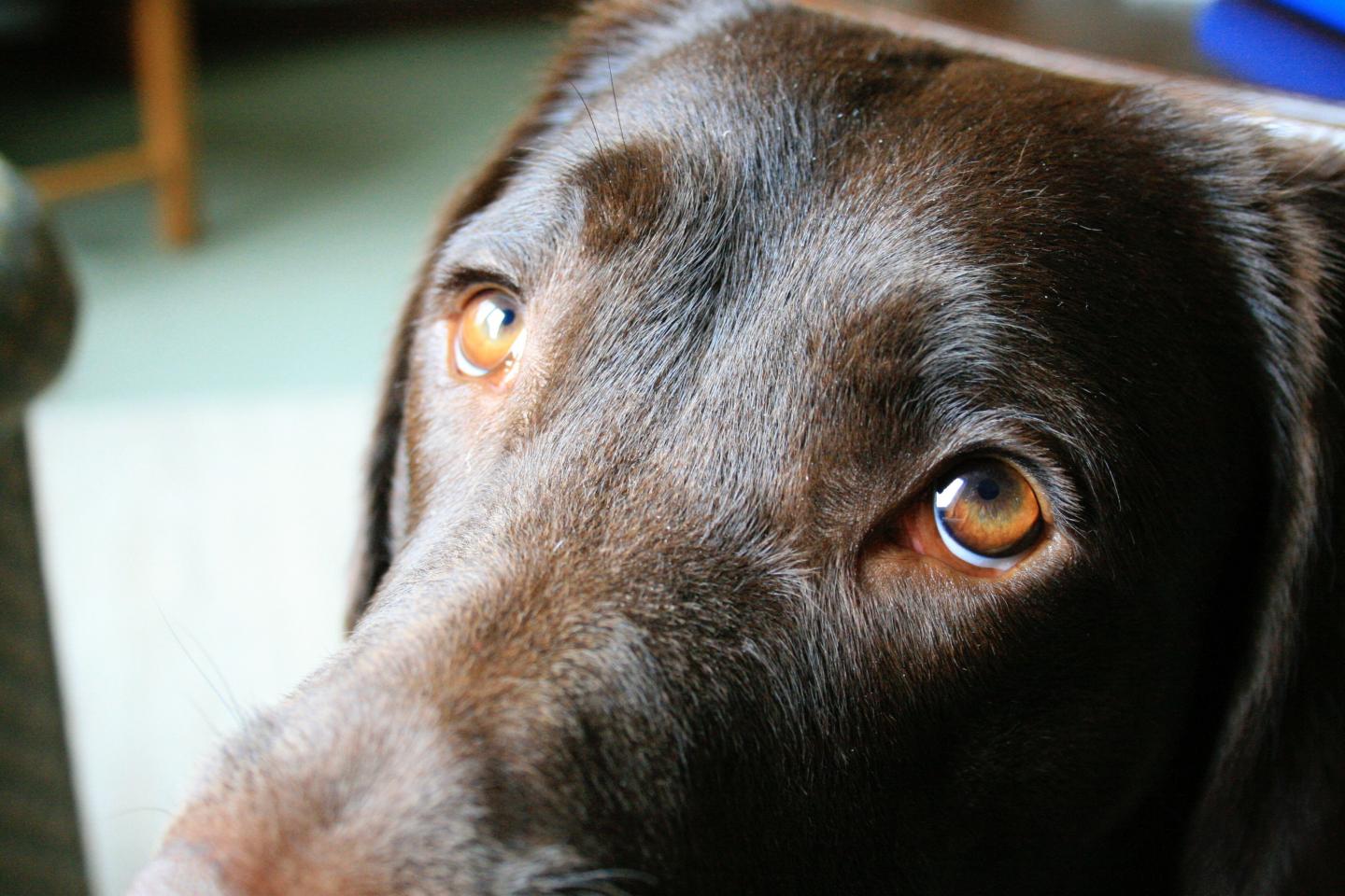 why do dogs have such big pupils