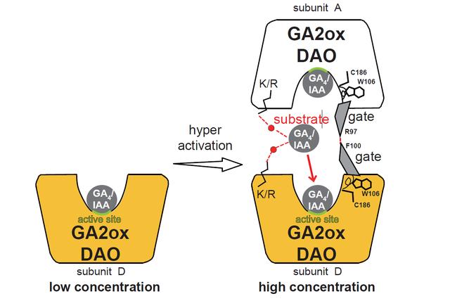 Plants regulate their growth-inhibiting hormones