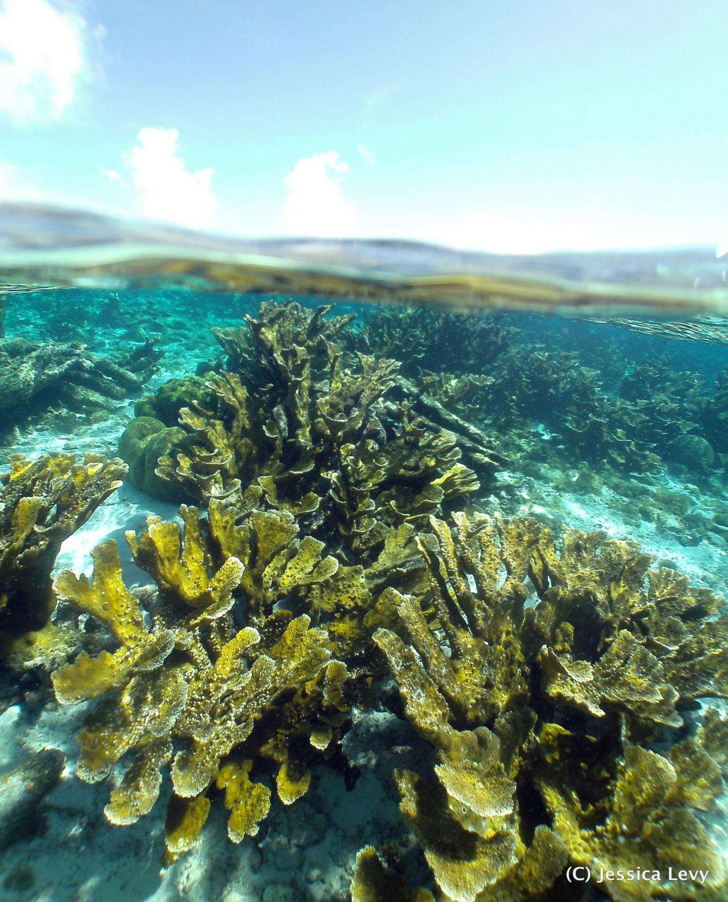 Response to Environmental Change Depends on Variation in Corals+Algae Partnerships