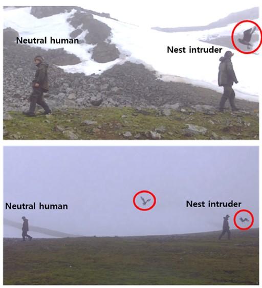 Brown Skuas' Responses to the Intruder