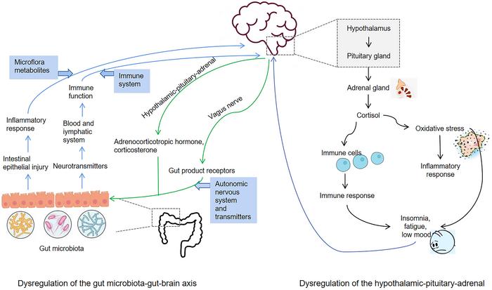 Pathogenesis of CRF in dysfunction of the hypothalamic pituitary-adrenal (HPA) axis, disruption of the gut and microbiota-gut-brain axis