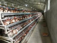 Poultry Production in China