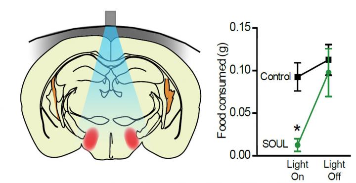 Light stimulation of deep brain regions