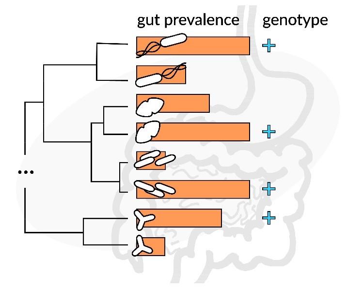 New Computational Strategy Reveals Genes that May Help Microbes Adapt to the Gut